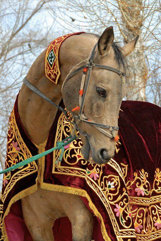 akhal-teke golden horse price in india